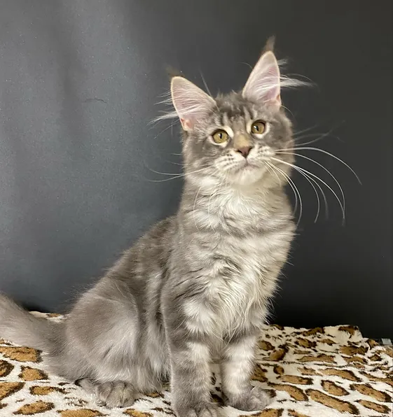 Elena, male  Maine Coon