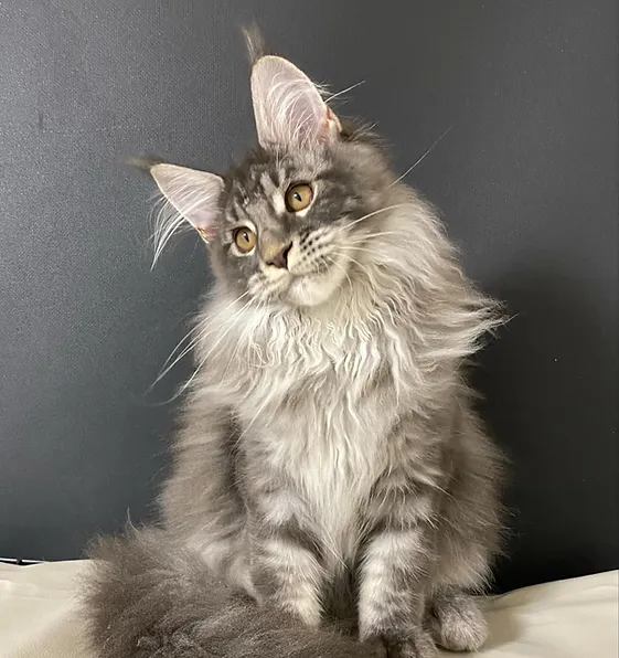 Alex, male Maine Coon