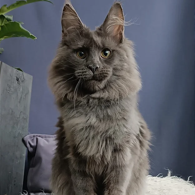 Western, male Maine Coon