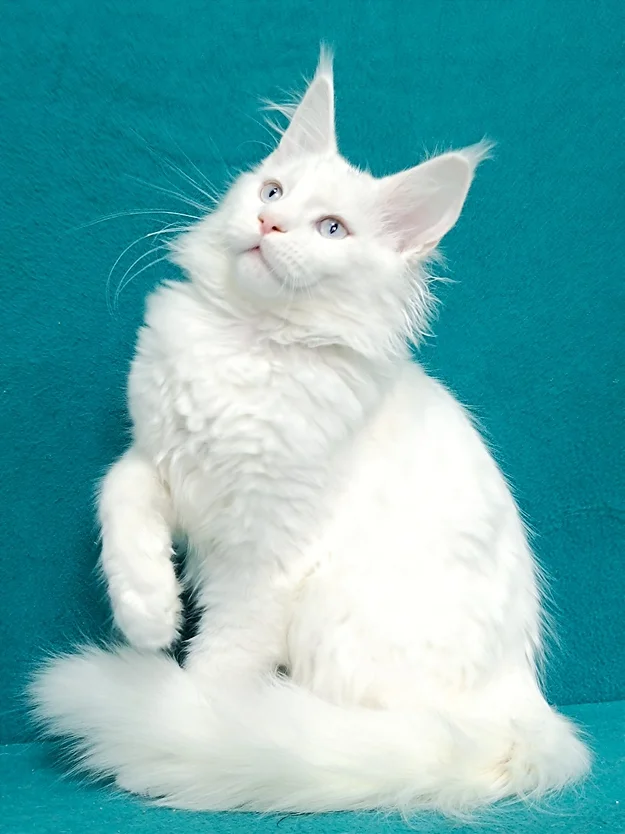Boniface, male Maine Coon