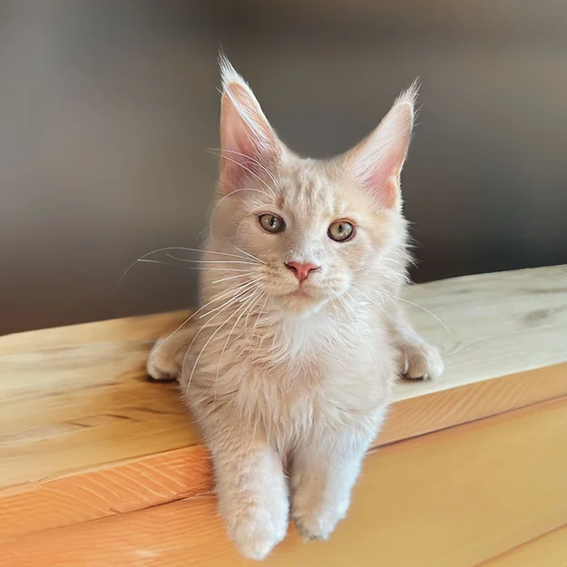 Oliver, male Maine Coon