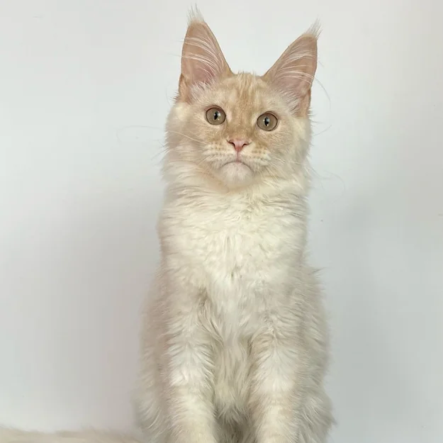 Sera, female  Maine Coon
