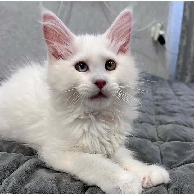 Cosmos Polydactyl standard, male Maine Coon
