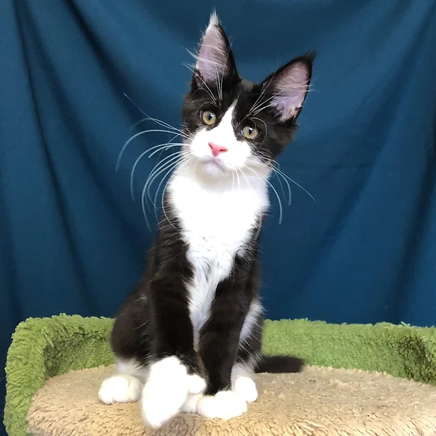 Benedict Polydactyl 6/6/4/4, male  Maine Coon