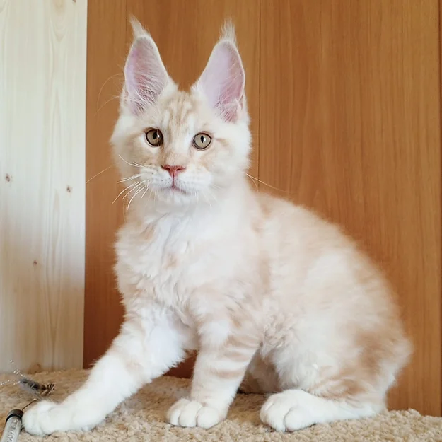 Kelvin, male Maine Coon