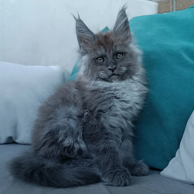 Deviz, male  Maine Coon