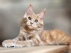 Olmos, Maine Coon male kitten