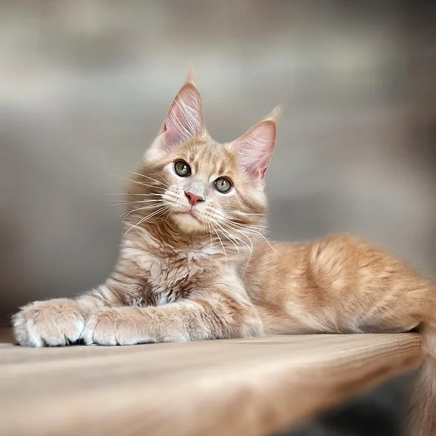 Olmos, Maine Coon male kitten