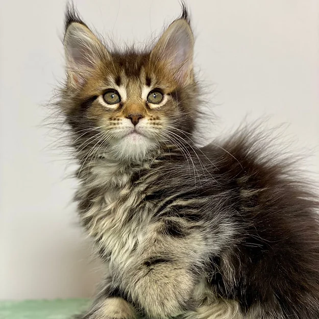 Nala Polydactyl, female Maine Coon