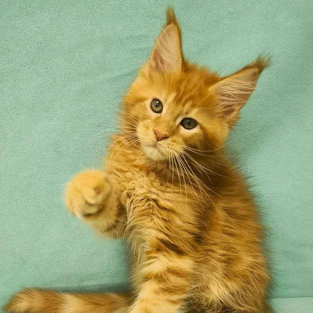 Julian, male Maine Coon