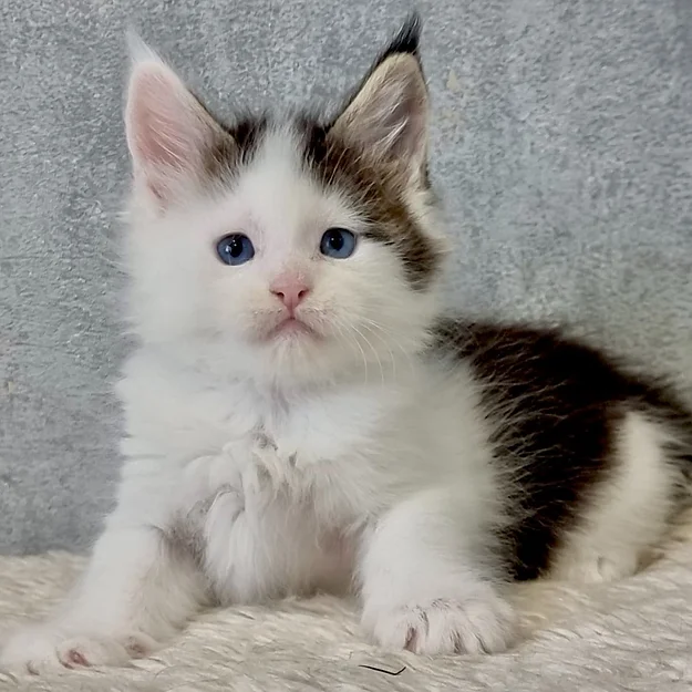 Pandora Polycoon, female  Maine Coon