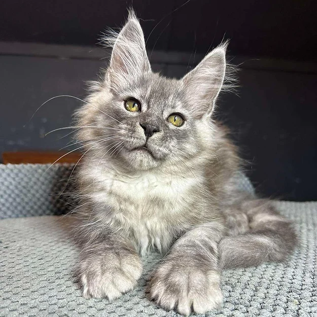 Luis, Maine Coon male kitten