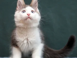Ustaz, Maine Coon male kitten