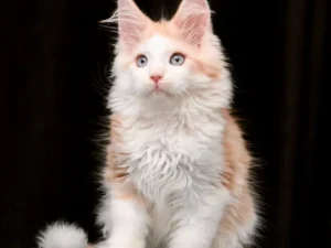 Warna, female  Maine Coon