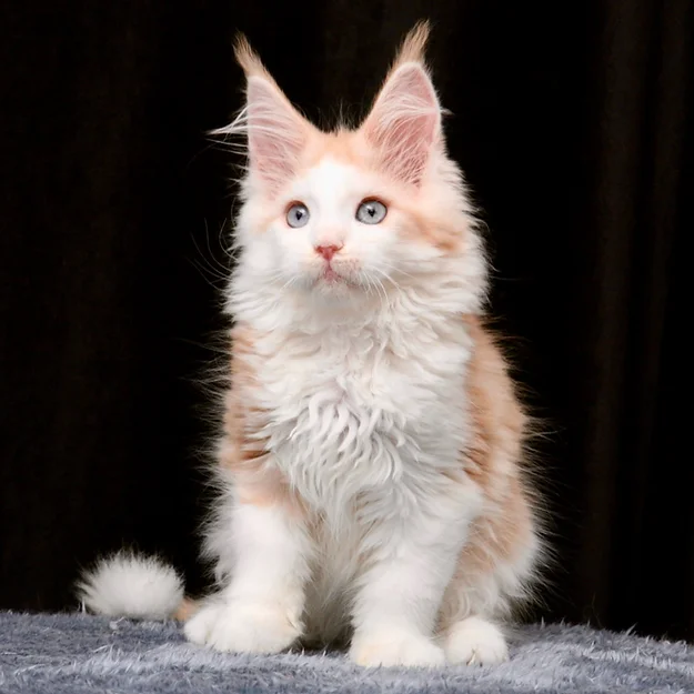 Warna, female  Maine Coon