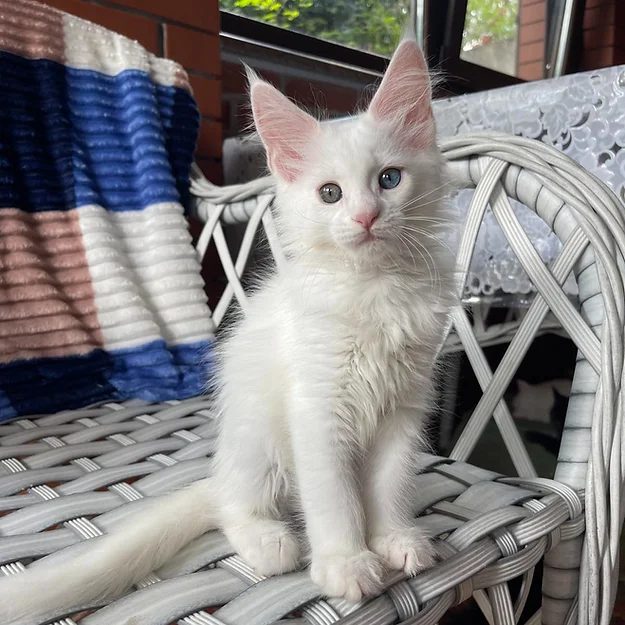 Jenny, female  Maine Coon