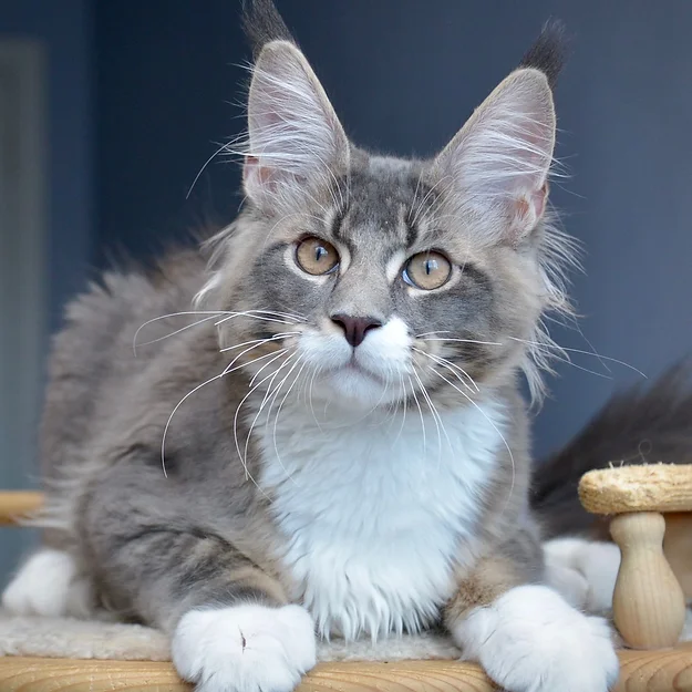 Rocky, male Maine Coon