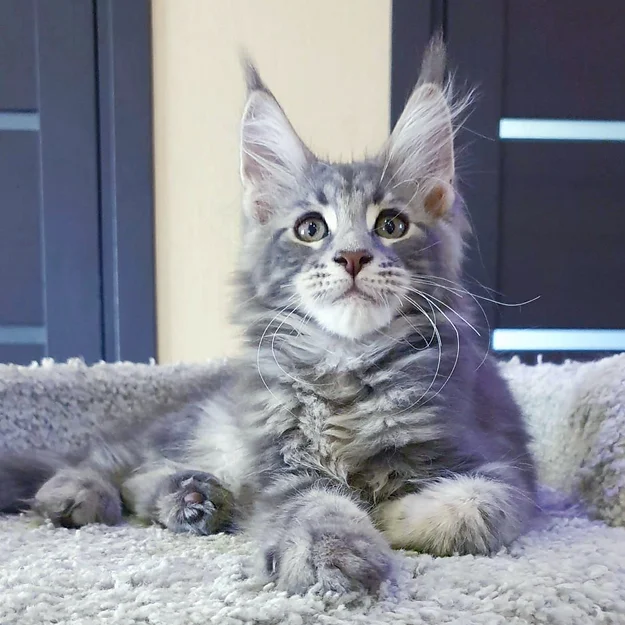Max, male Maine Coon