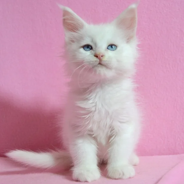Gigan, Maine Coon male kitten