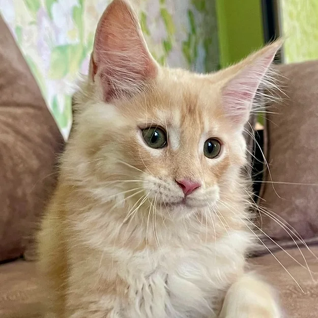 Julian, male Maine Coon