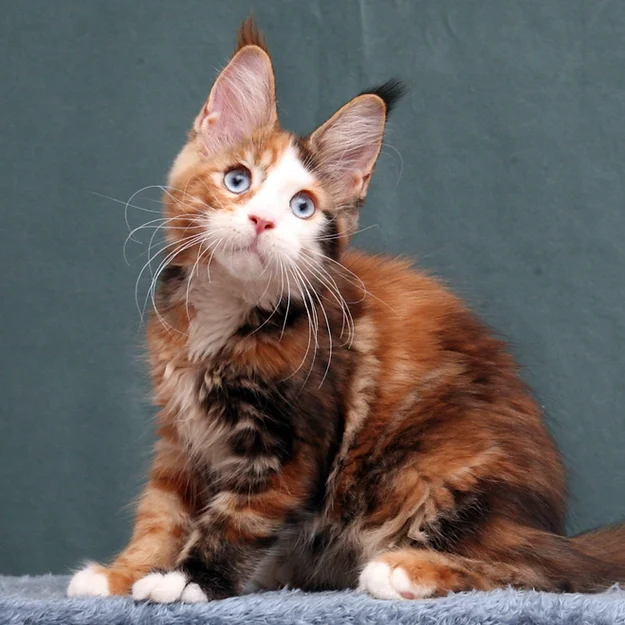Mirella, female  Maine Coon