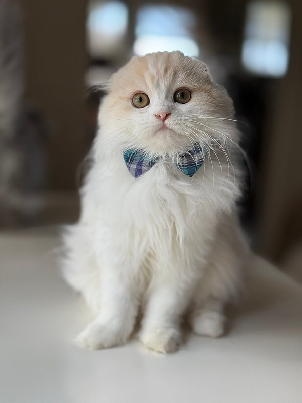 Ray - Male Scottish Fold Kitten