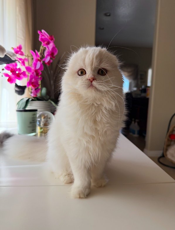 Emma - Male Scottish Fold Kitten