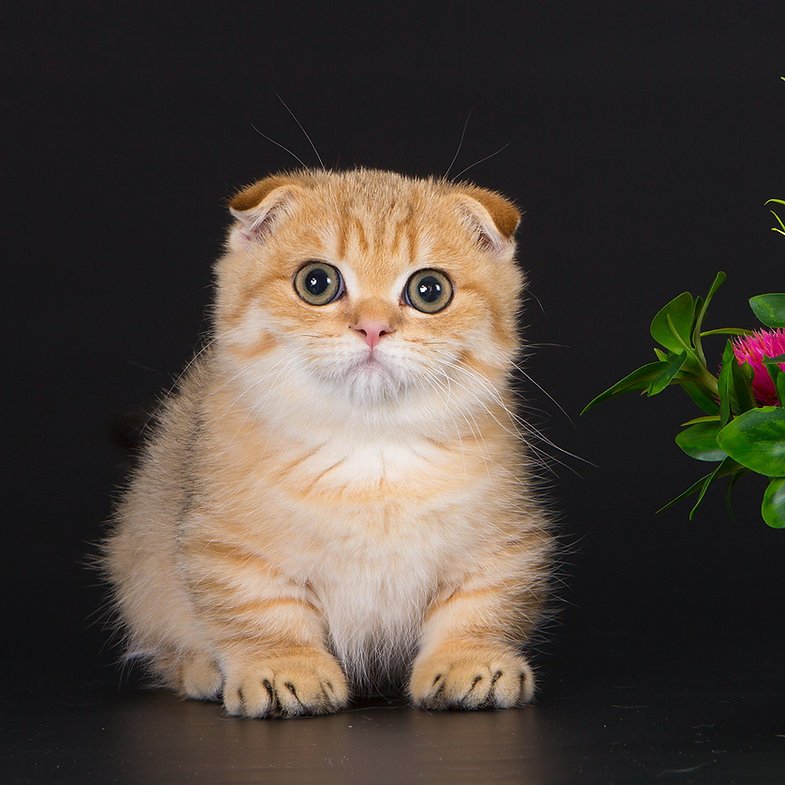 Moss - Female Scottish Fold Kitten