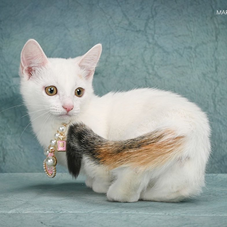 Halva - Male Munchkin Kitten