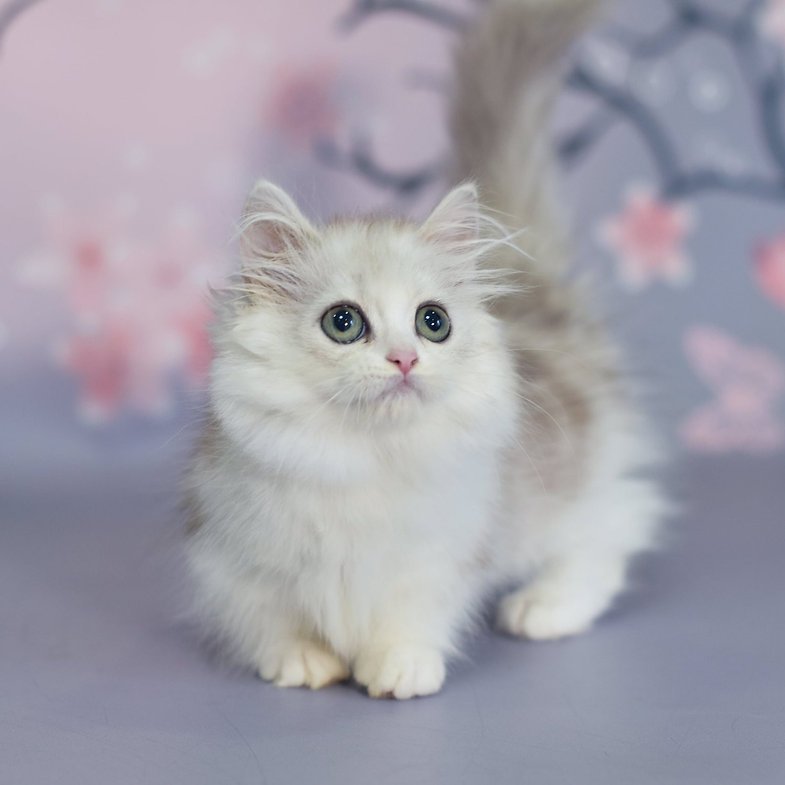 Zara - Female Munchkin Kitten