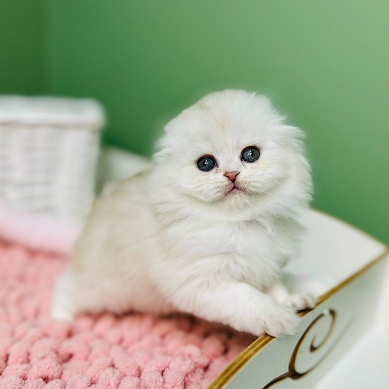 Diana - Male Scottish Fold Kitten