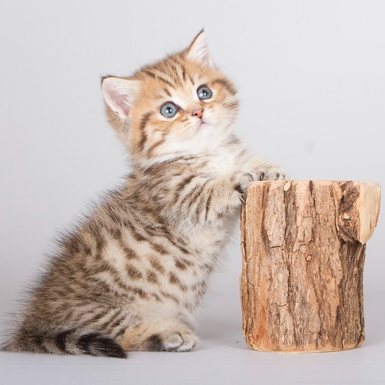 Nusal - Male Munchkin Kitten