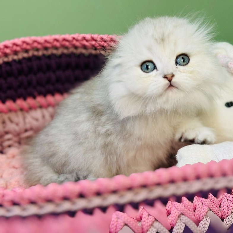 Zina - Female Scottish Fold Kitten