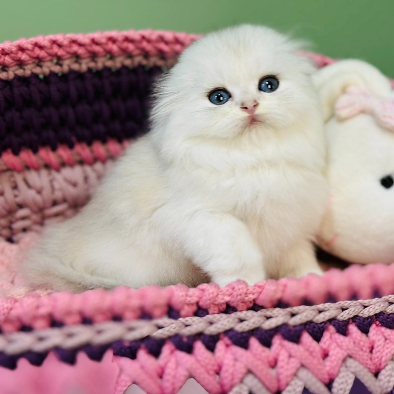 Fantastic - Male Scottish Fold Kitten