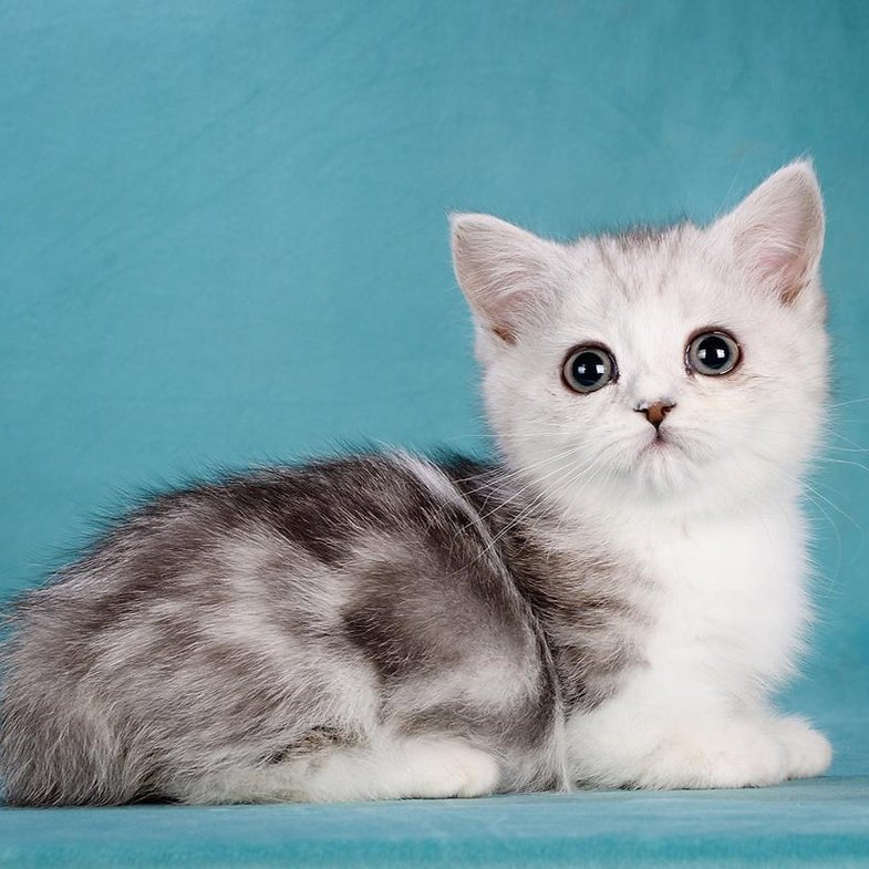Lady Night - Male Munchkin Kitten