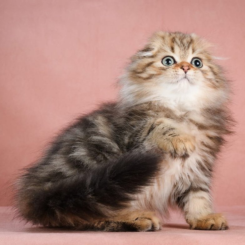Ocean - Male Scottish Fold Kitten