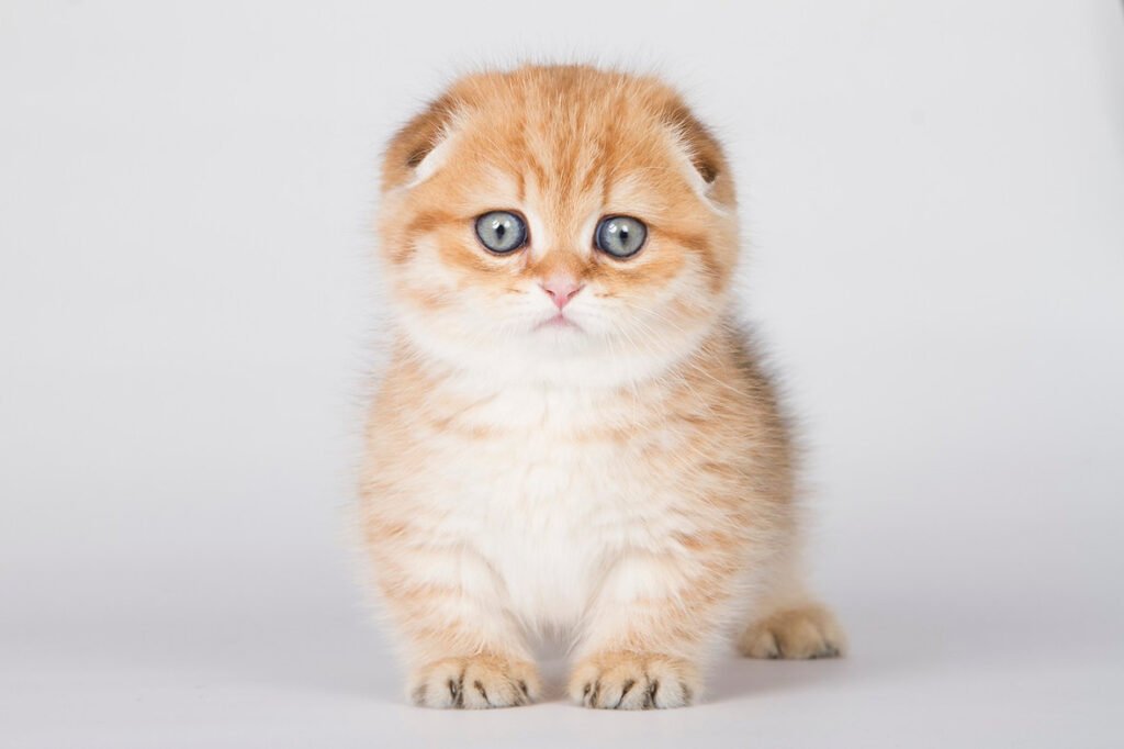Sabotin - Male Munchkin Kitten